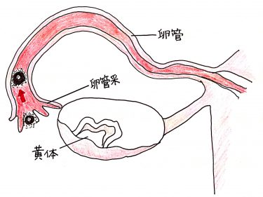 見るだけで妊娠への気持ちが高まる、卵管采から卵管へ(動画あり)感動